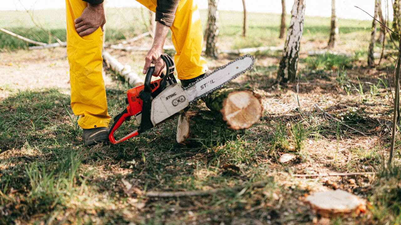 Best Affordable Tree Service  in Maggie Valley, NC